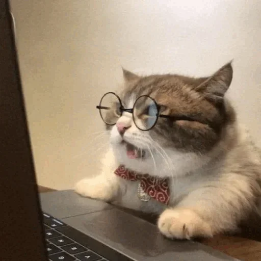 computer indoor small to medium-sized cats