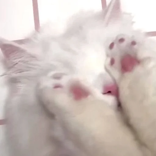 Стикер Cats_Stickers1 - 1