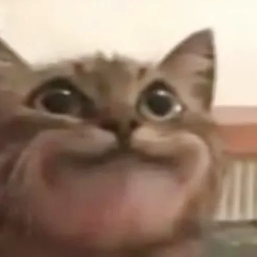 Sticker Cats_Stickers1 - 1