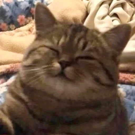 Стикер Cats_Stickers1 - 1