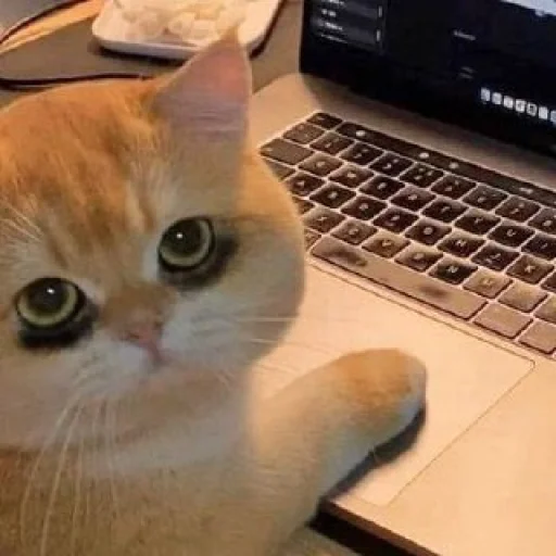 Sticker Cats_Stickers1 - 1