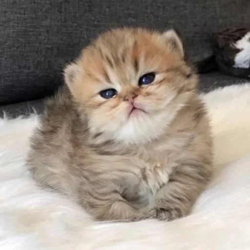 Стикер Cats_Stickers1 - 1