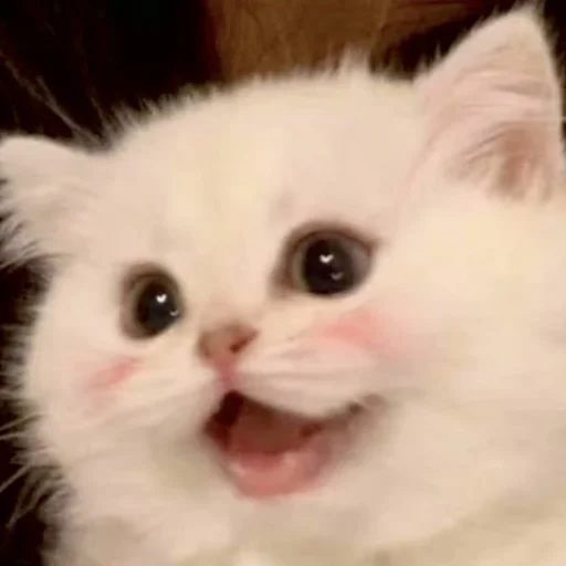 Sticker Cats_Stickers1 - 1