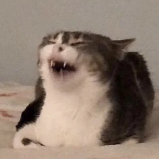 Стикер Cats_Stickers1 - 1