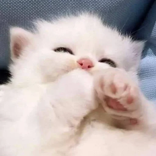 Стикер Cats_Stickers1 - 1