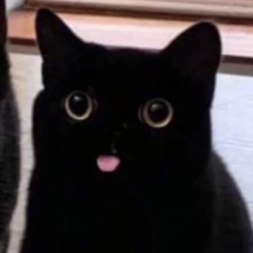 Стикер Cats_Stickers1 - 1