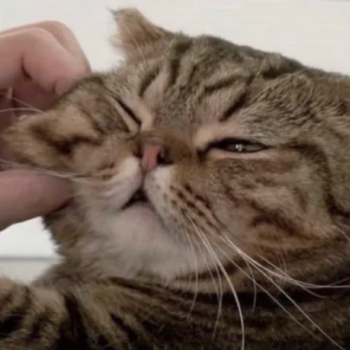 Стикер Cats_Stickers1 - 1