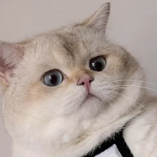 Стикер Cats_Stickers1 - 1