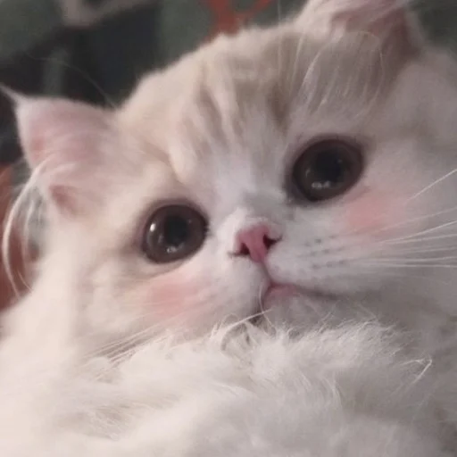 Стикер Cats_Stickers1 - 1