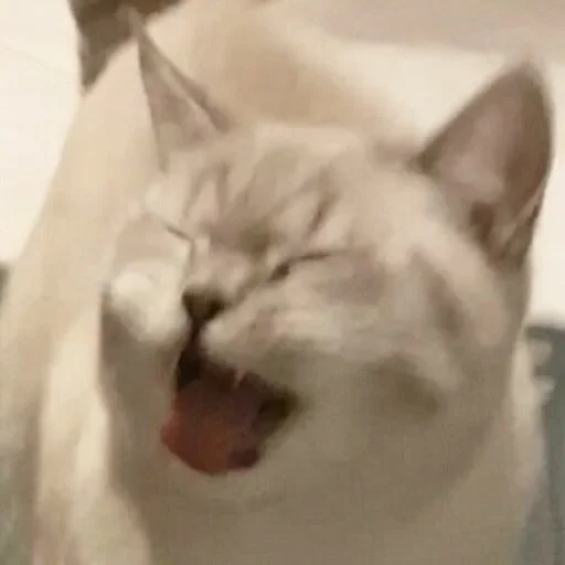 Sticker Cats_Stickers1 - 1