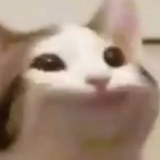 Стикер Cats_Stickers1 - 1