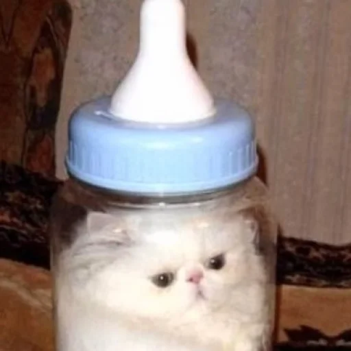 Sticker Cats_Stickers1 - 1