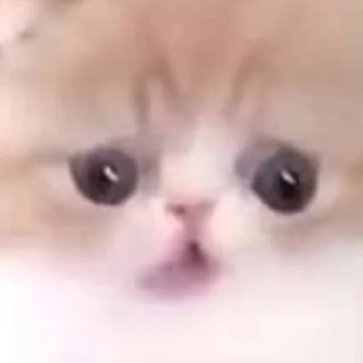 Стикер Cats_Stickers1 - 1