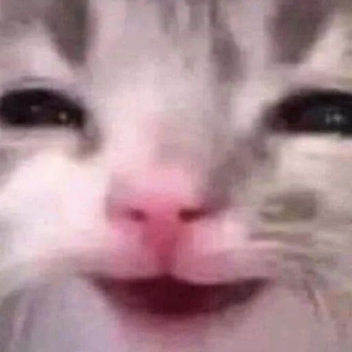 Cats (@t_stickers) - 