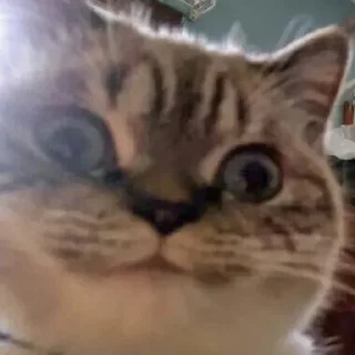 Стикер Cats (@t_stickers) - 10