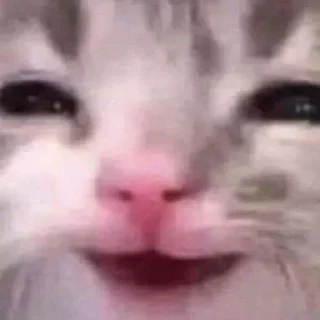 Стикер Cats (@t_stickers) - 2