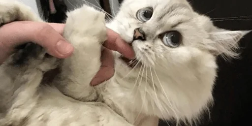 cat domestic cat small to medium-sized cats