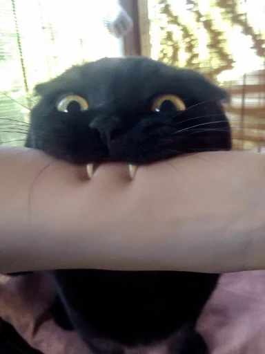 кошки малого и среднего размера кошачьи чёрная кошка