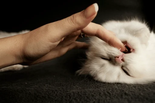 person small to medium-sized cats felidae