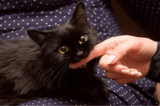 person small to medium-sized cats cat