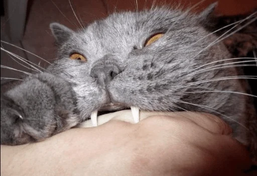 whiskers small to medium-sized cats felidae