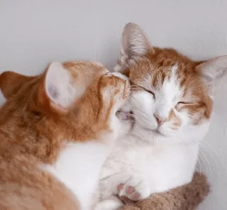 Стикер Кусь - 5