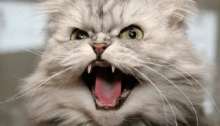 Стикер Кусь - 7