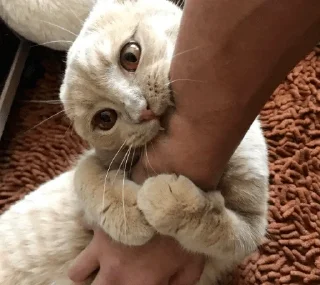 Стикер Кусь - 3