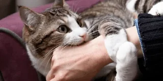 Стикер Кусь - 2