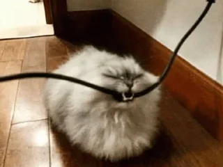 Стикер Кусь - 0