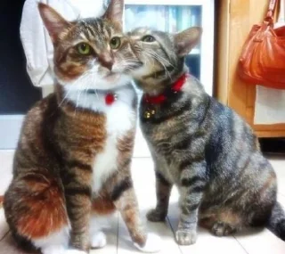 Стикер Кусь - 8