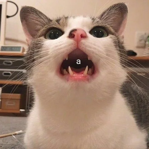 млекопитающее животное комнатный