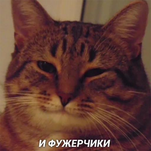 животное млекопитающее кошка