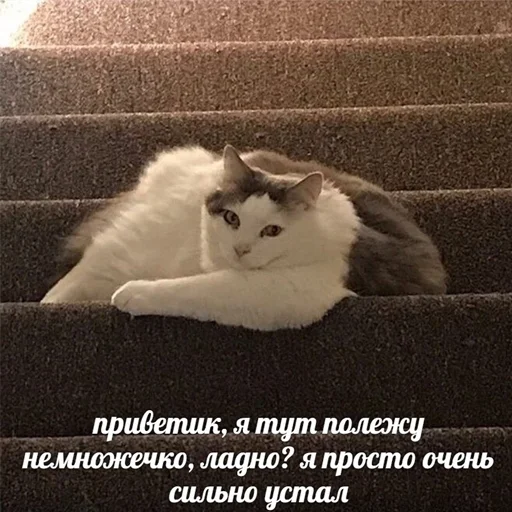 СМС животное млекопитающее