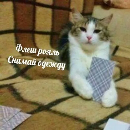 СМС кошки малого и среднего размера кошка