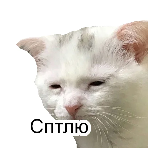 млекопитающее животное кошка