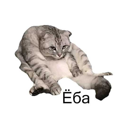 животное кошка кошачьи