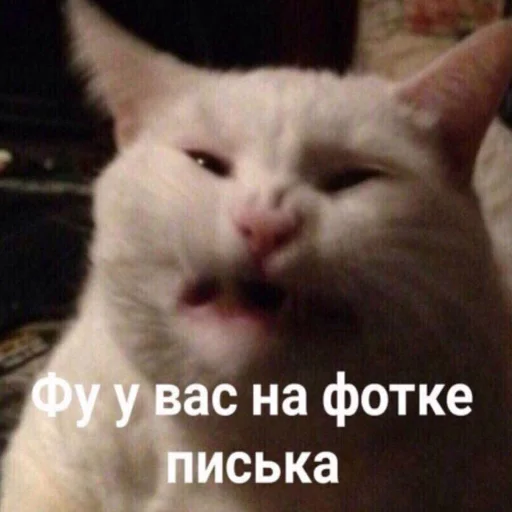 млекопитающее животное кошка