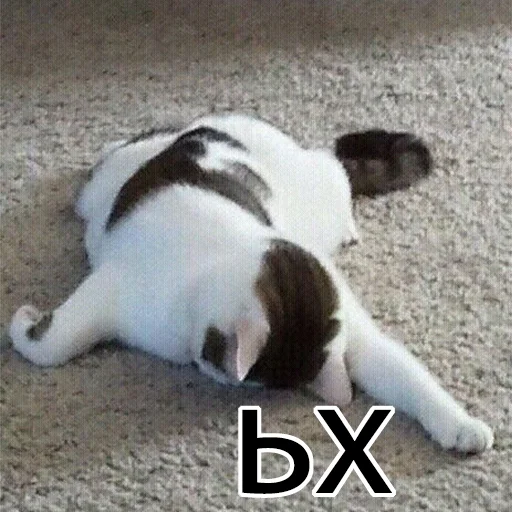 животное млекопитающее домашняя кошка