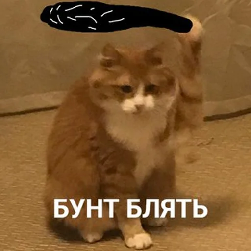 животное млекопитающее кошка