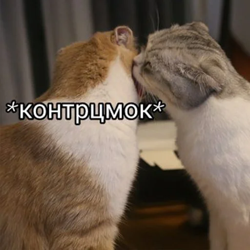 млекопитающее животное кошка