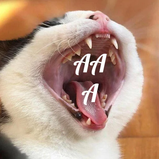 зевать клык животное