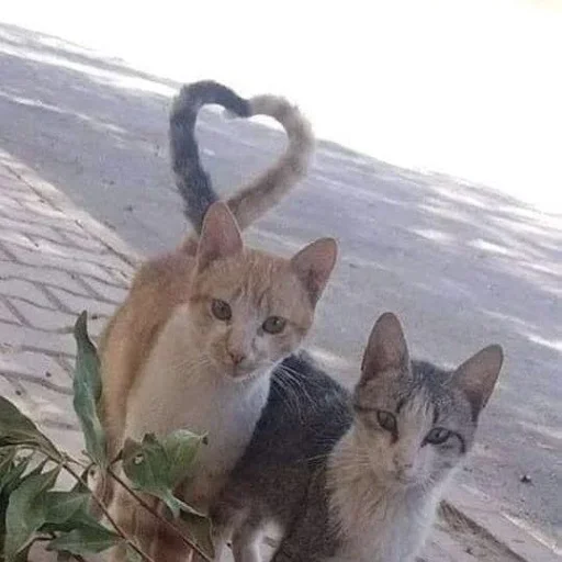 Стикер Cats_f071_by_offstikbot - 1