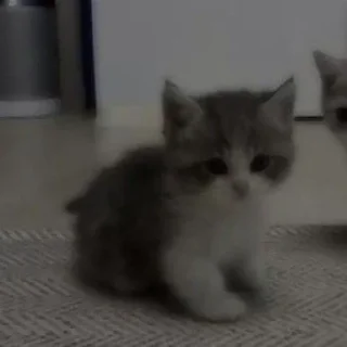 Sticker Cats by @offstikbot - 9