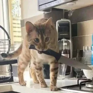 Sticker Cats by @offstikbot - 2