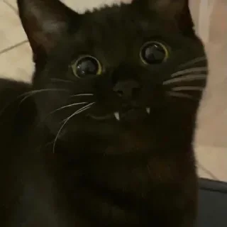 Sticker Cats by @offstikbot - 1