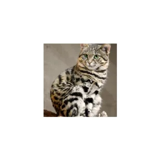 Sticker Cats from @Sosha_kitten1357 - 0