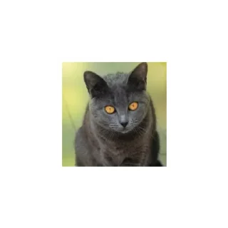 Sticker Cats from @Sosha_kitten1357 - 8