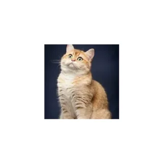 Sticker Cats from @Sosha_kitten1357 - 2