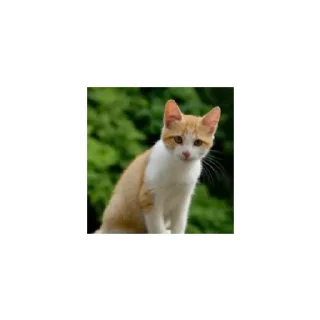 Sticker Cats from @Sosha_kitten1357 - 4